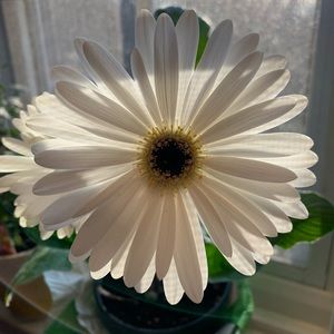 Meet your Posher, Debbie